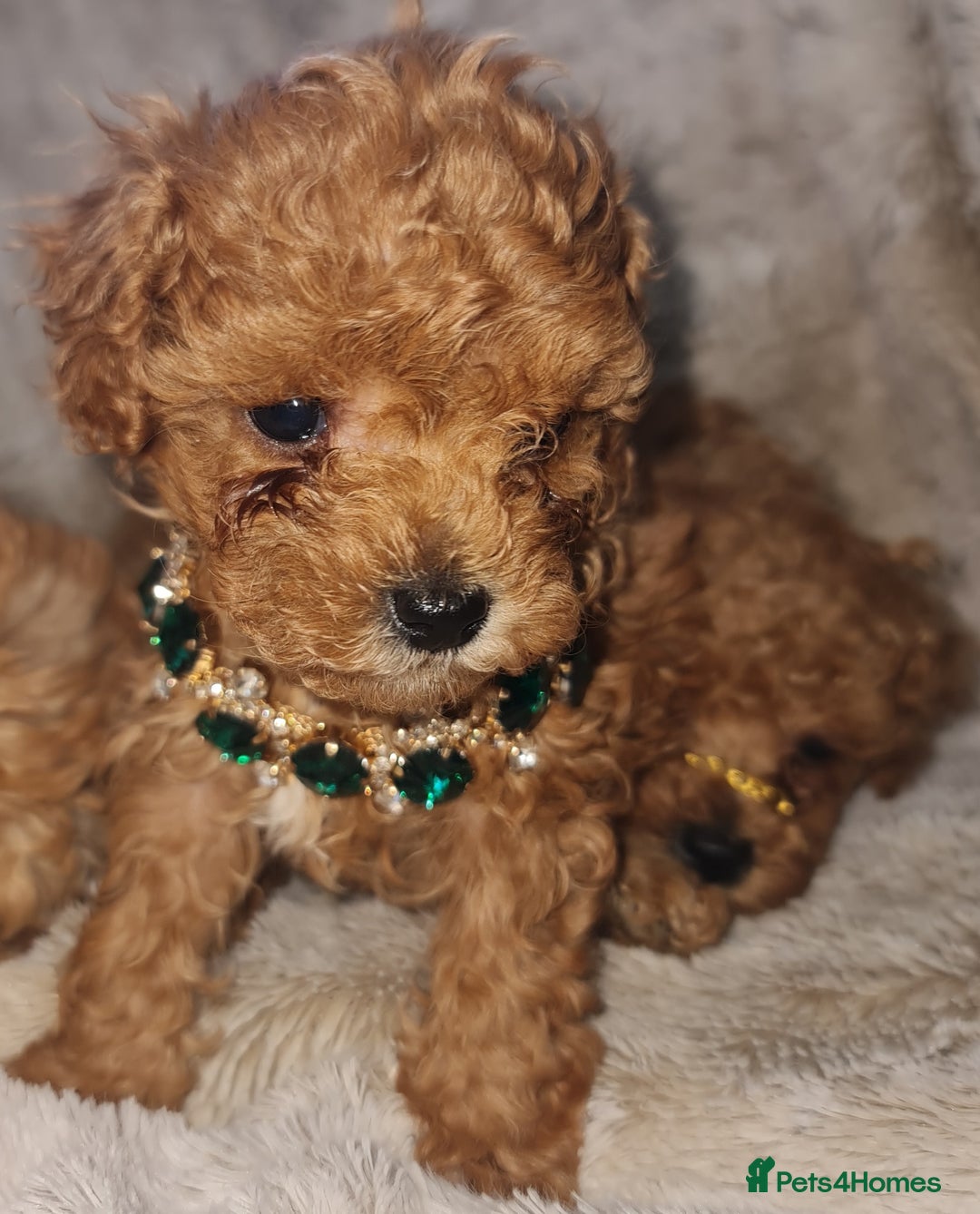 Toy Poodle dogs for sale: Tiny kc puppies,DNA&Genetic tested parents  - Image 15