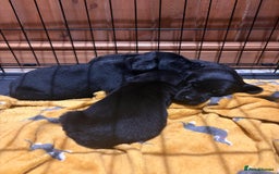Labrador Retriever dogs for sale: KC Working Labrador Puppies - Image 9