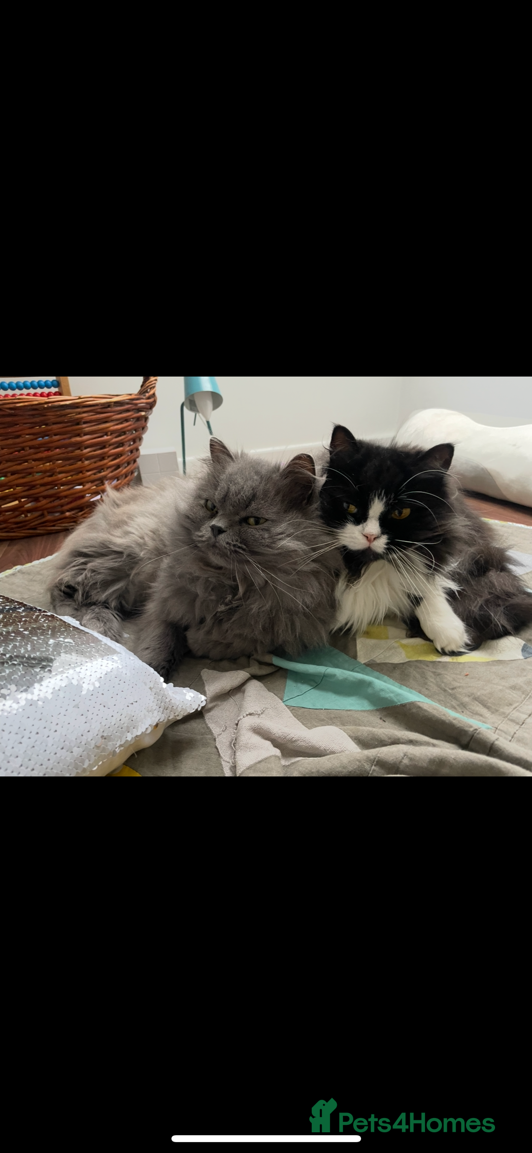 Persian cats for sale: 2 x Persian Chinchilla  - Advert 1