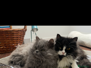 Persian cats 2 x Persian Chinchilla - Advert 1