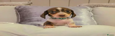 Miniature Dachshund 4