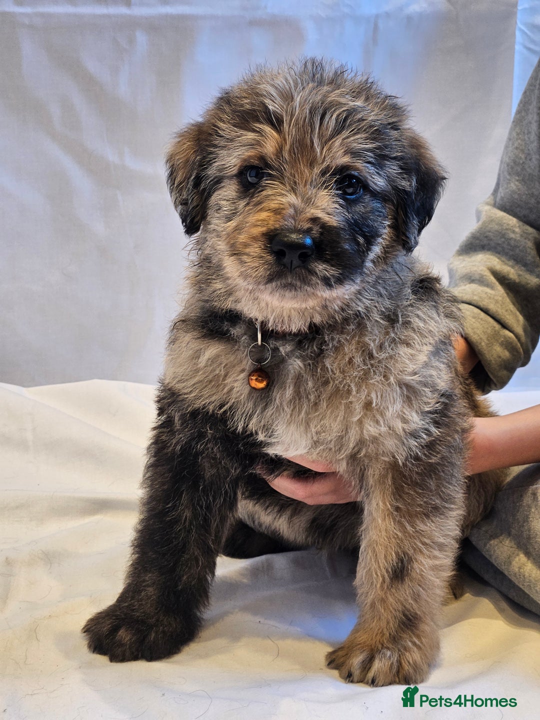 Mixed Breed dogs for sale: Rottweiler x poodle puppies ✨️ready now✨️ - Advert 6