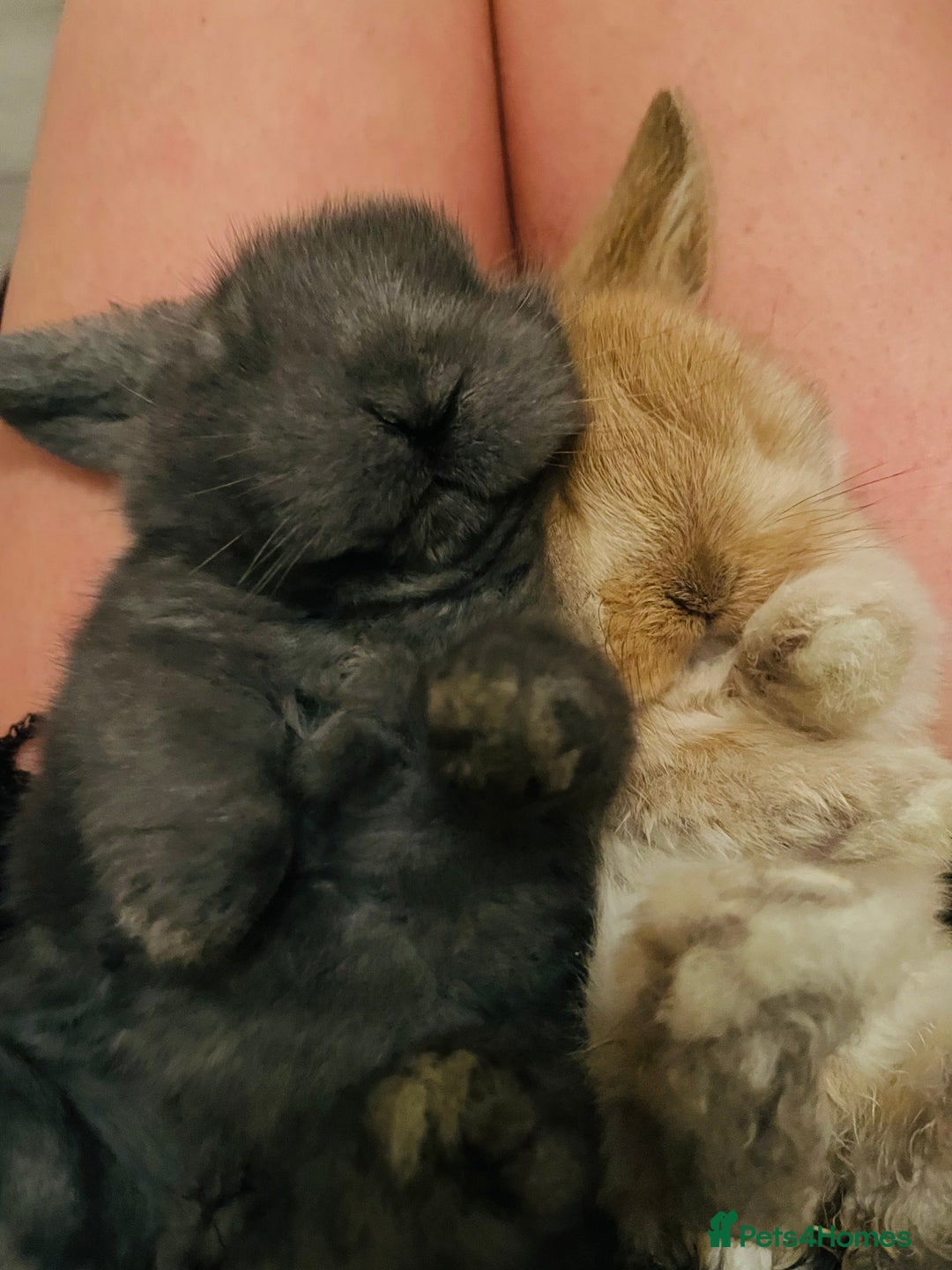 French Lop rabbits for sale: Little bunny’s  - Advert 23