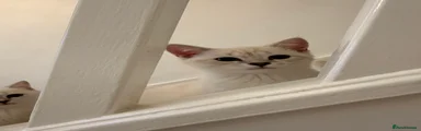 Colourpoint tabby female 