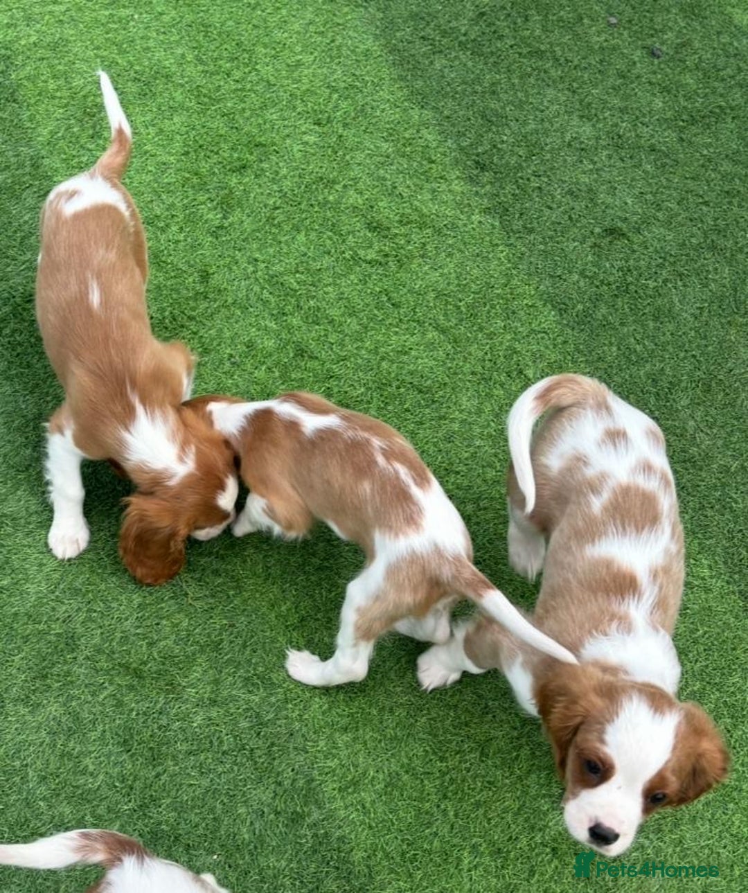 Cavalier King Charles Spaniel dogs for sale: King Charles Cavalier puppes - Advert 8