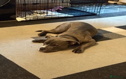 American Bully dogs for sale: Pocket Bully - Image 5