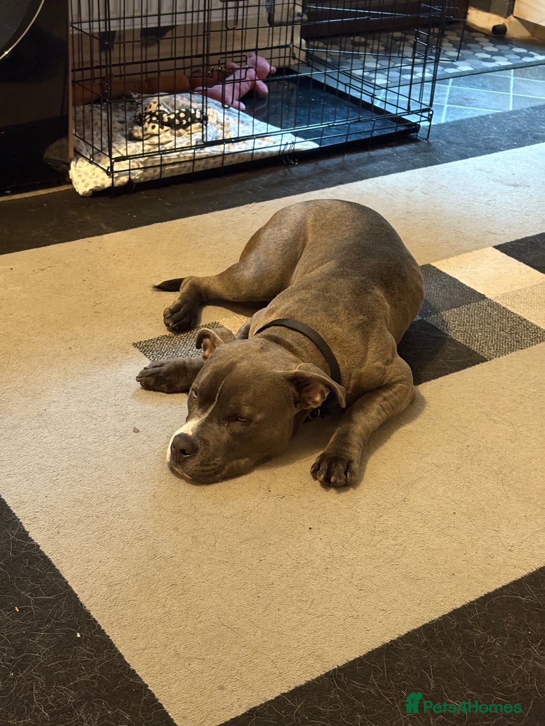 American Bully dogs for sale: Pocket Bully - Image 5