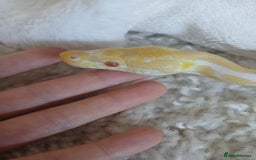 Python Snake reptiles for sale: Friendly Albino Royal Python and vivarium  - Image 4