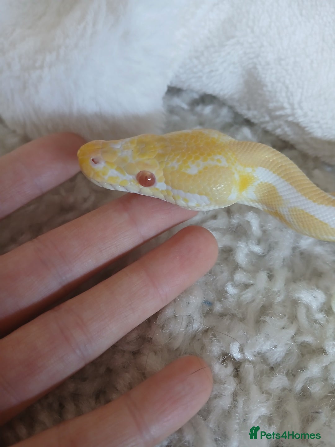 Python Snake reptiles for sale: Friendly Albino Royal Python and vivarium  - Image 4