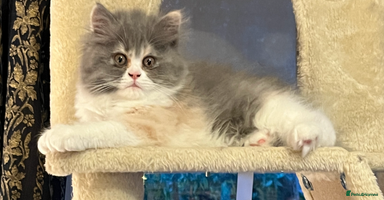 Persian cats - Advert 3