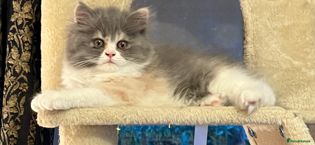 Persian cats for sale: Ready Now 2 Boys/1 Girl Persian Fluff Monsters - Image 3