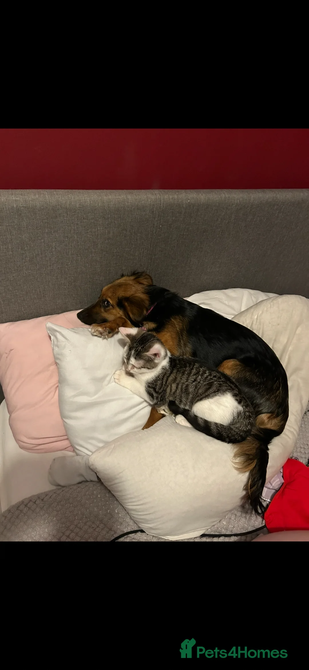 Mixed Breed dogs for sale: Gorgeous mixed puppies x - Advert 1