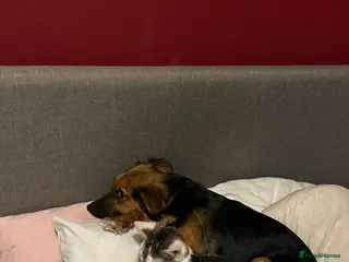 Mixed Breed dogs Gorgeous mixed puppies x - Advert 2