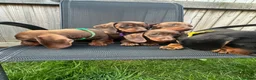 Miniature Dachshund dogs for sale: Beautiful dachshund puppy ready to leave  in Accrington - Advert 7