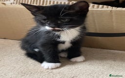 Mixed Breed cats for sale: 6 beautiful kitten for sale - Image 9