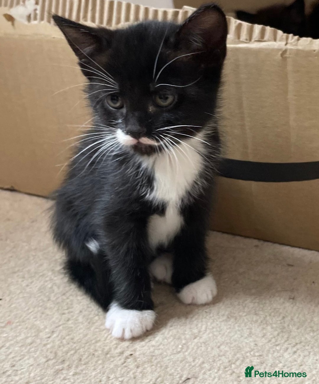 Mixed Breed cats for sale: 6 beautiful kitten for sale - Image 9