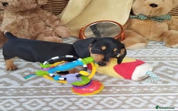 Miniature Dachshund dogs for sale: Mini dachshund  - Image 6