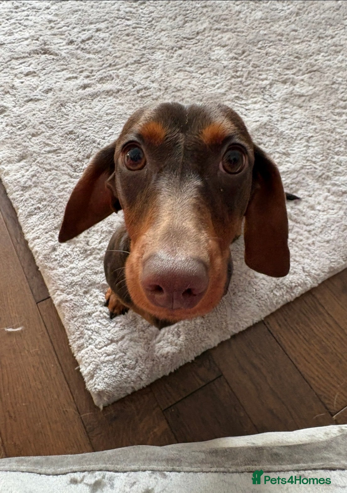Miniature Dachshund dogs Female Miniature Dashhound - Advert 6