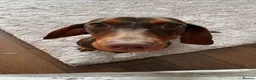 Miniature Dachshund dogs for sale: Female Miniature Dashhound in Hull - Advert 1