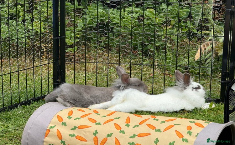 Lionhead rabbits - Advert 2