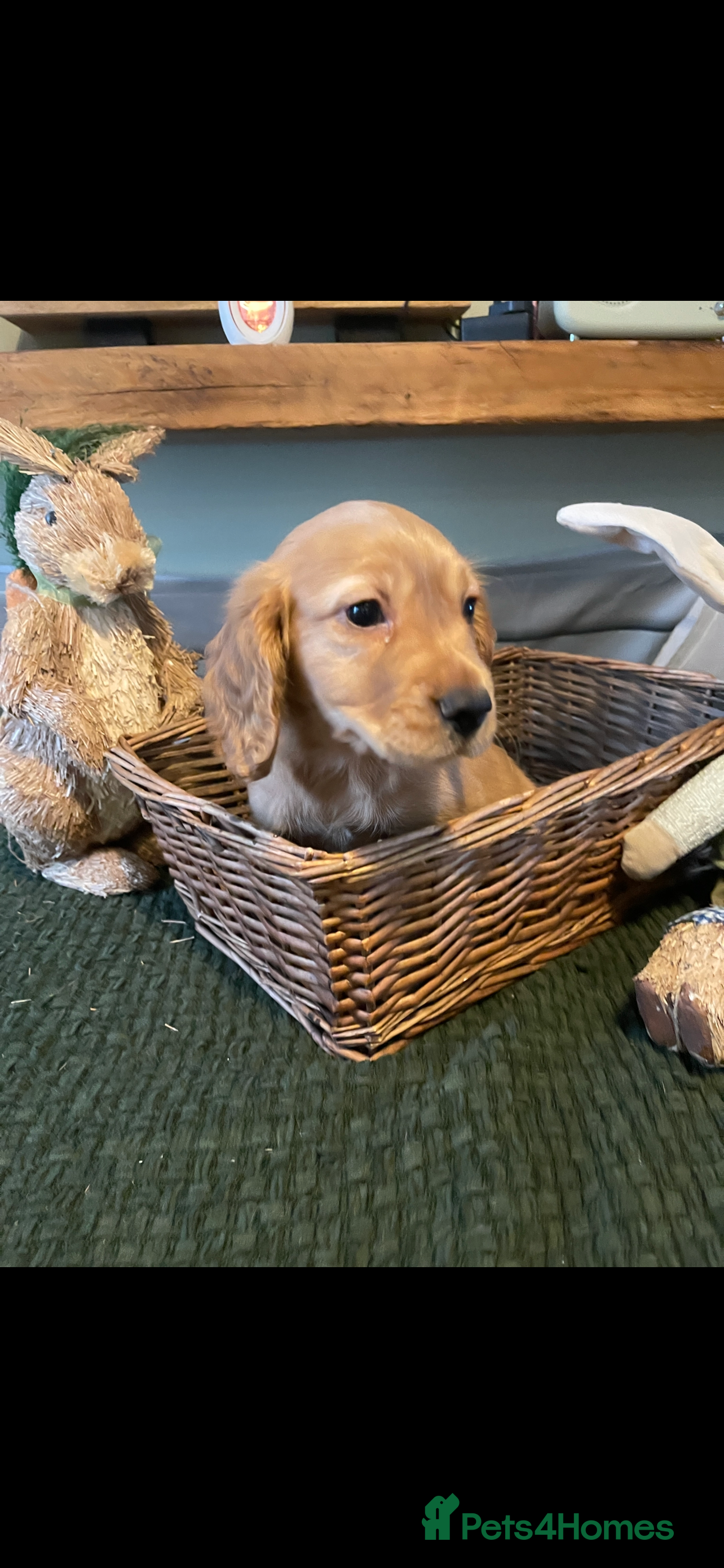 Cocker Spaniel dogs Beautiful working cocker spaniel puppies - Advert 12