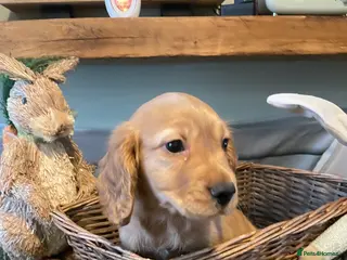 Cocker Spaniel dogs Beautiful working cocker spaniel puppies - Advert 12