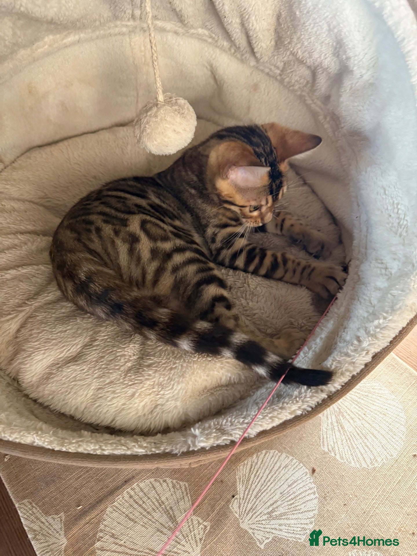 Bengal cats Pedigree 🔥 Super friendly 💙 TICA Bengal Kittens - Advert 14