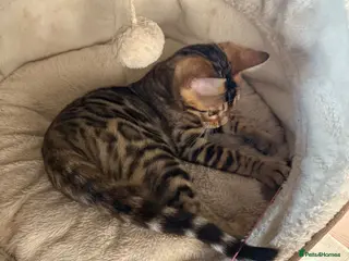 Bengal cats Pedigree 🔥 Super friendly 💙 TICA Bengal Kittens - Advert 2