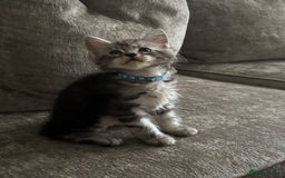 Maine Coon cats for sale: Maine coon kittens TICA registered  - Image 9
