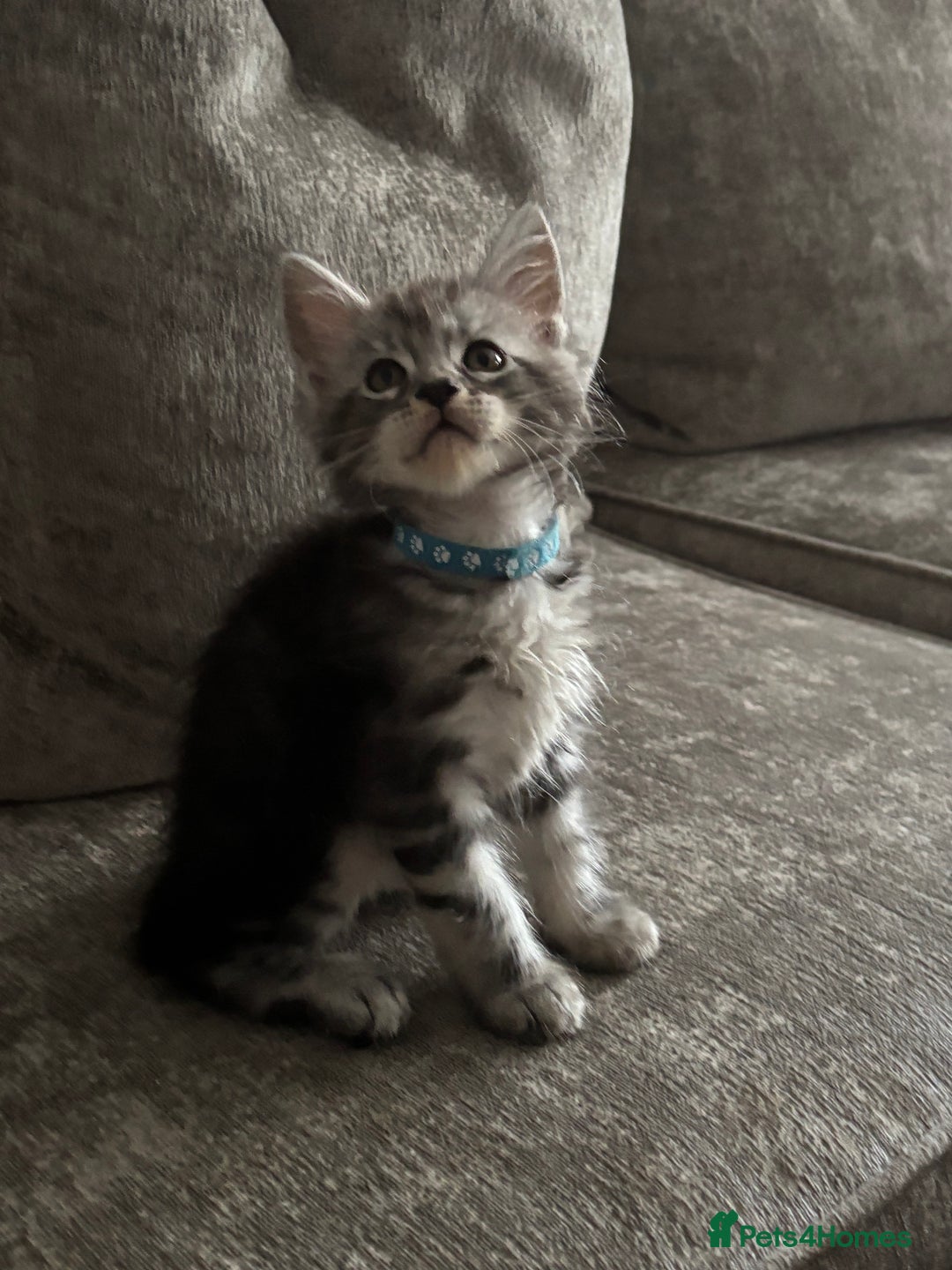 Maine Coon cats for sale: Maine coon kittens TICA registered  - Image 9