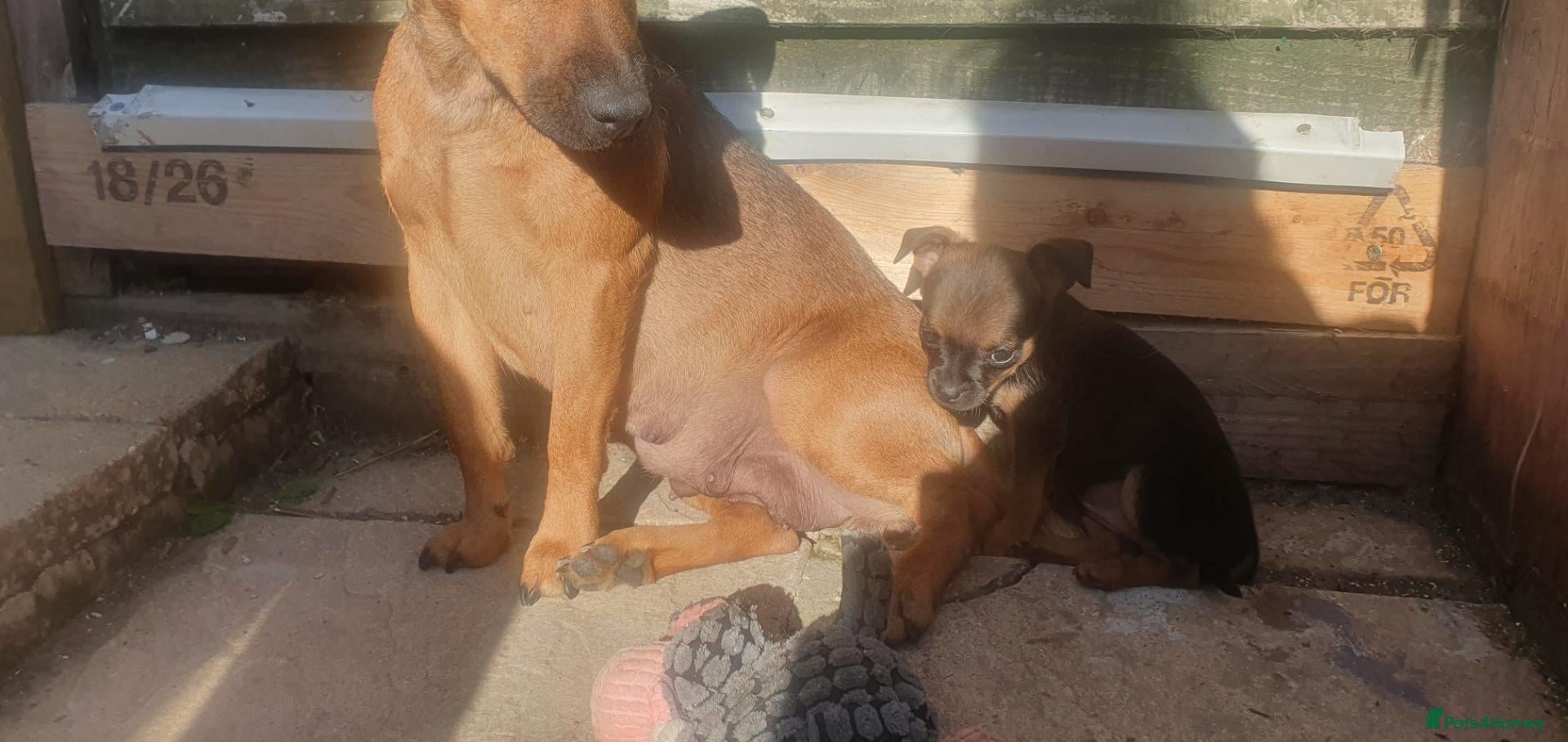 Mixed Breed dogs Patterdale Terrier x chihuahua puppies  - Advert 10