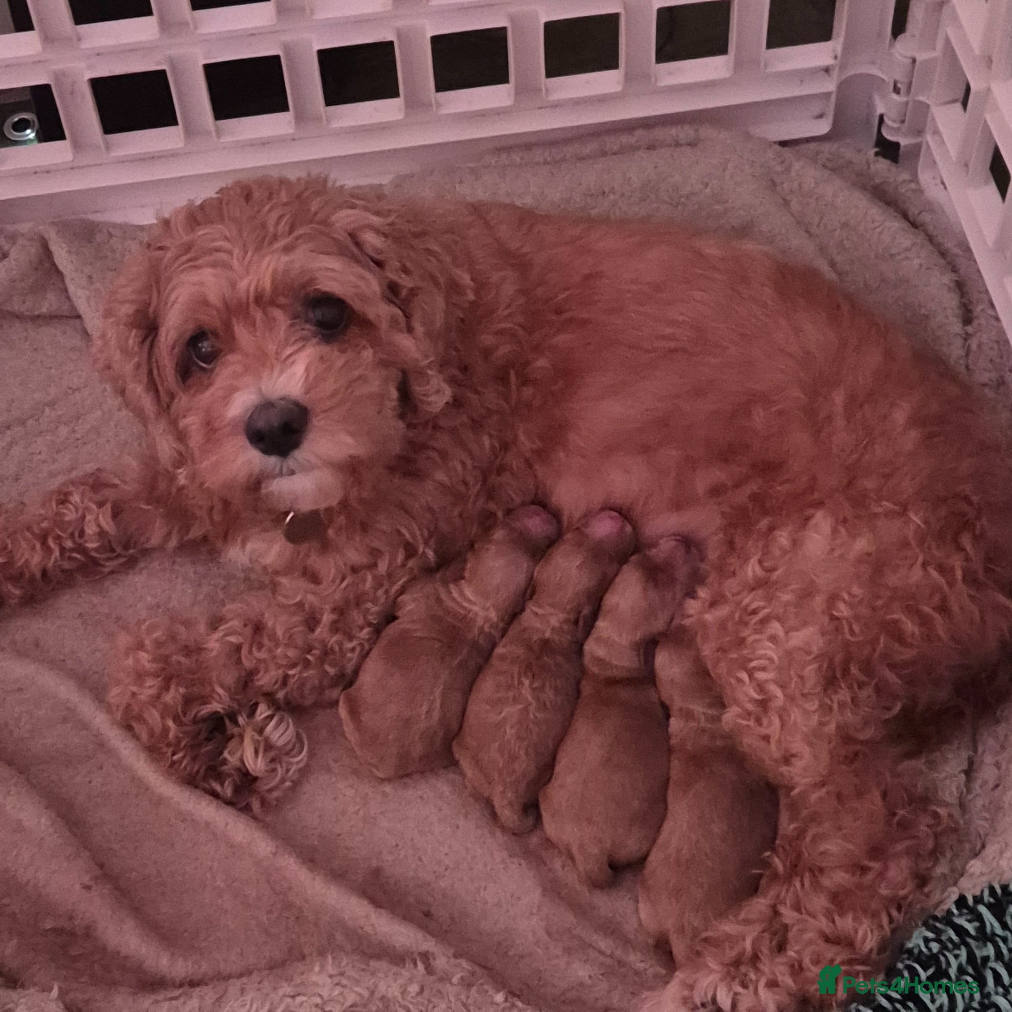 Cavapoo dogs Beautiful toy cavapoo puppys for sale  - Advert 2