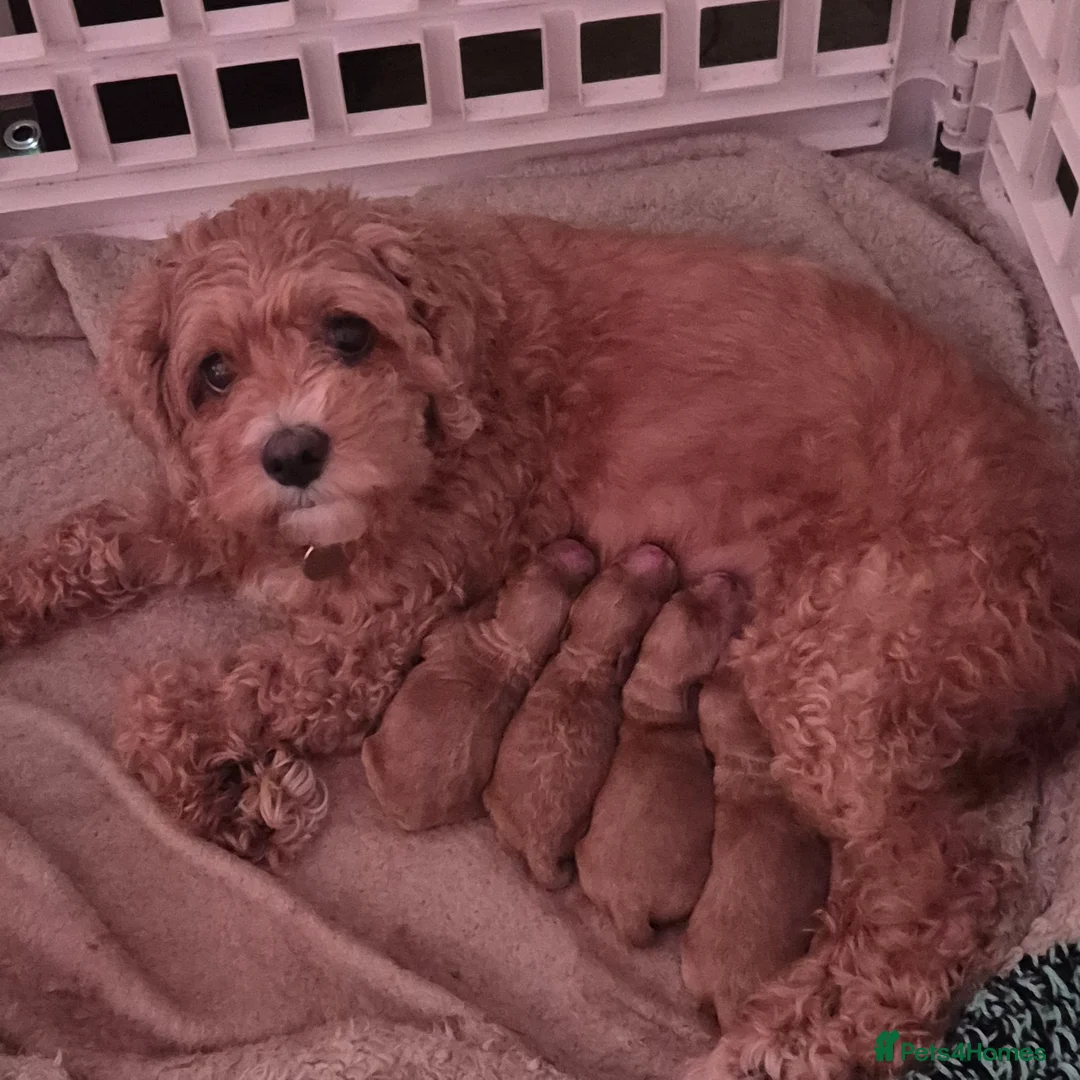 Cavapoo dogs for sale: Beautiful toy cavapoo puppys for sale  - Advert 2