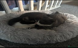 Mixed Breed cats for sale: This is tiny Tim last of the litter  - Advert 3