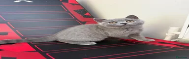 British Shorthair 2