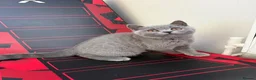 British Shorthair cats for sale: British short hair kitten  - Advert 9