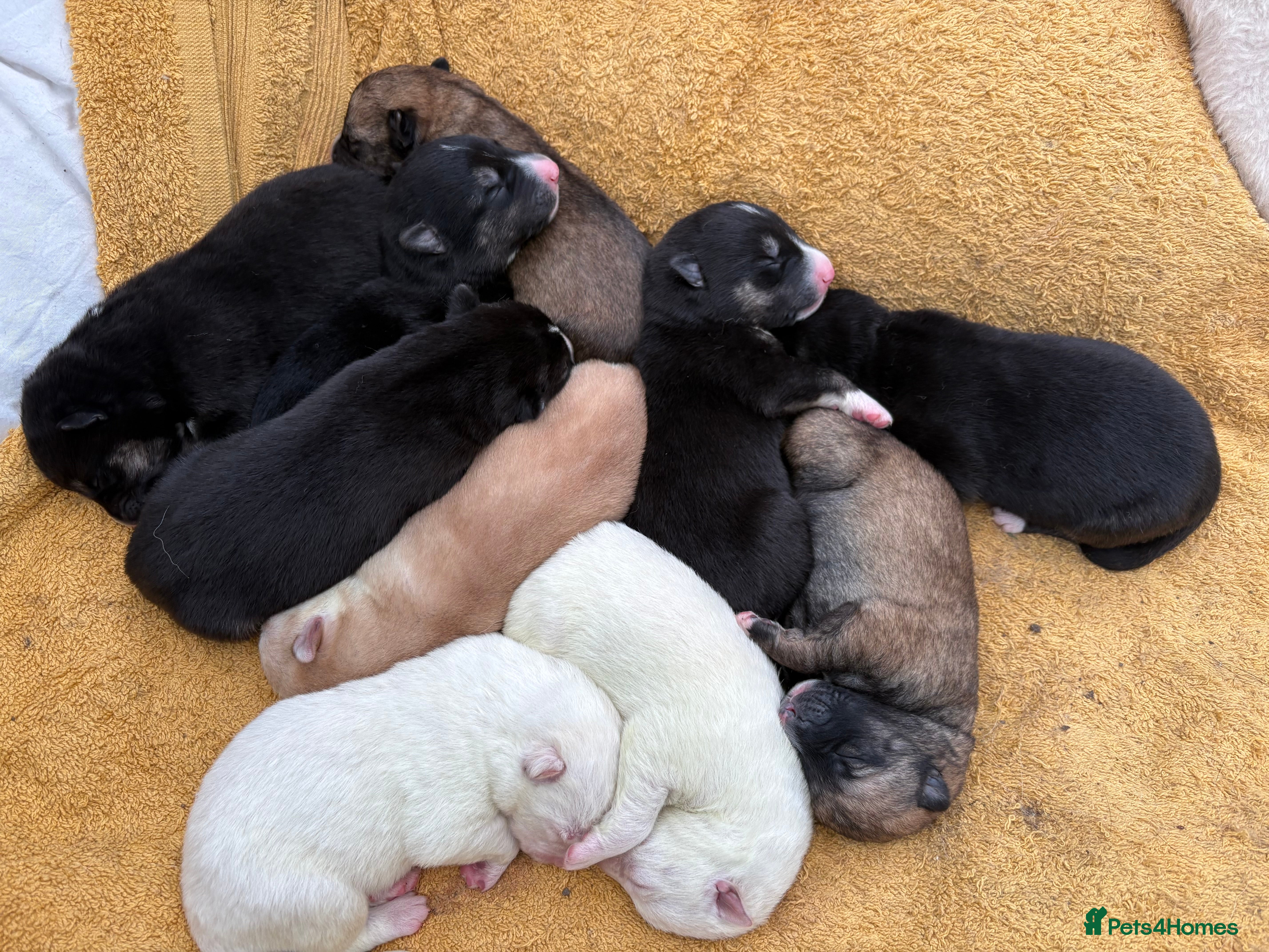 Shepsky dogs STUNNING SHEPSKY PUPPIES! - Advert 1