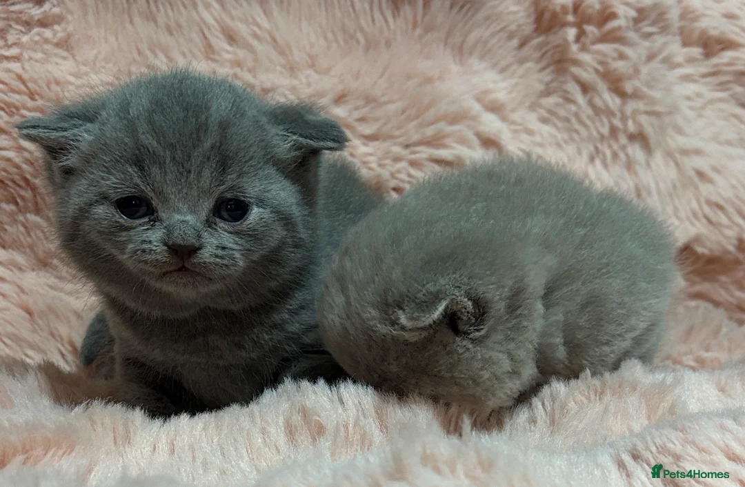 British Shorthair cats for sale: Beautiful British short hair kittens  - Advert 33