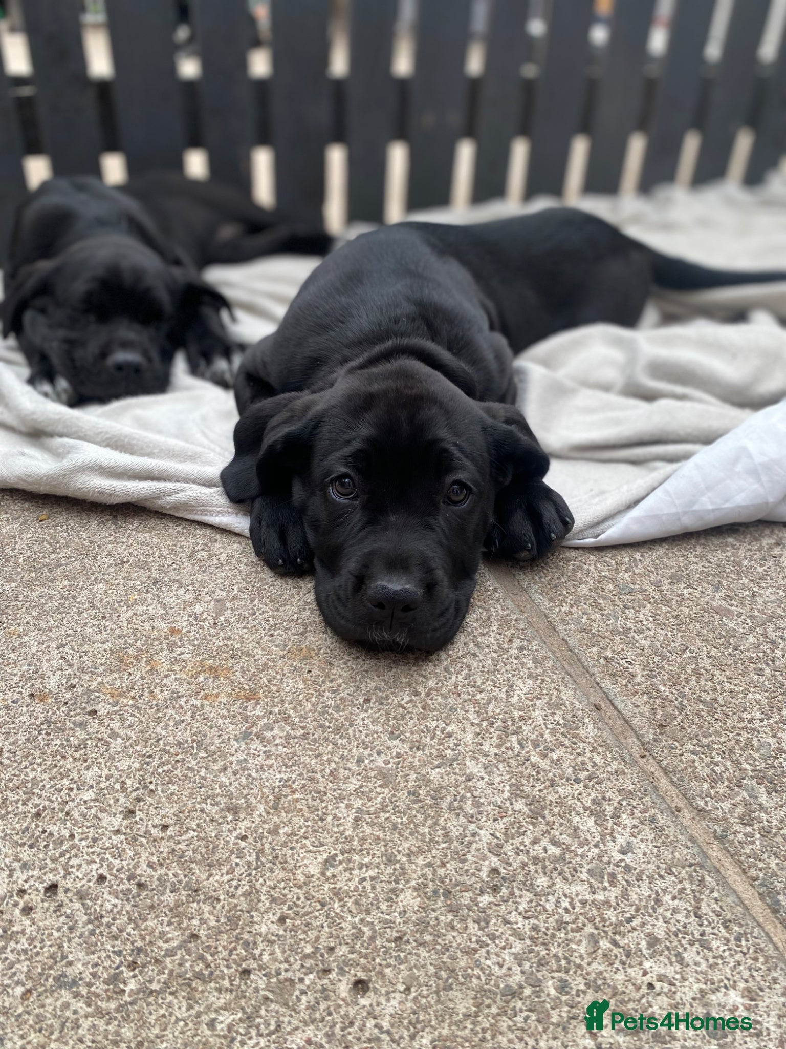 Cane Corso dogs Full breed cane corso puppies for sale - Advert 5