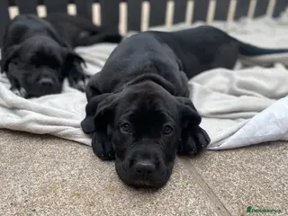 Cane Corso dogs Full breed cane corso puppies for sale - Advert 5
