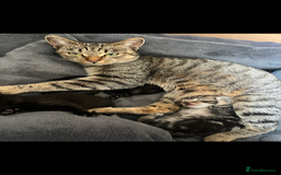 Domestic Shorthair cats for sale: 3 Beautiful kittens  - Image 3