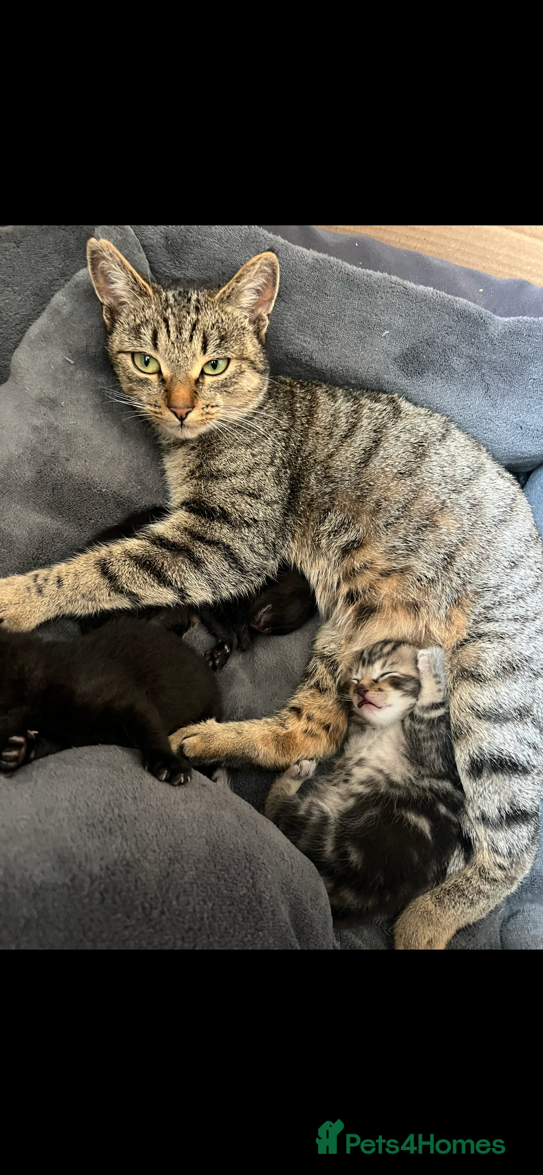 Domestic Shorthair cats for sale: 3 Beautiful kittens  - Image 3
