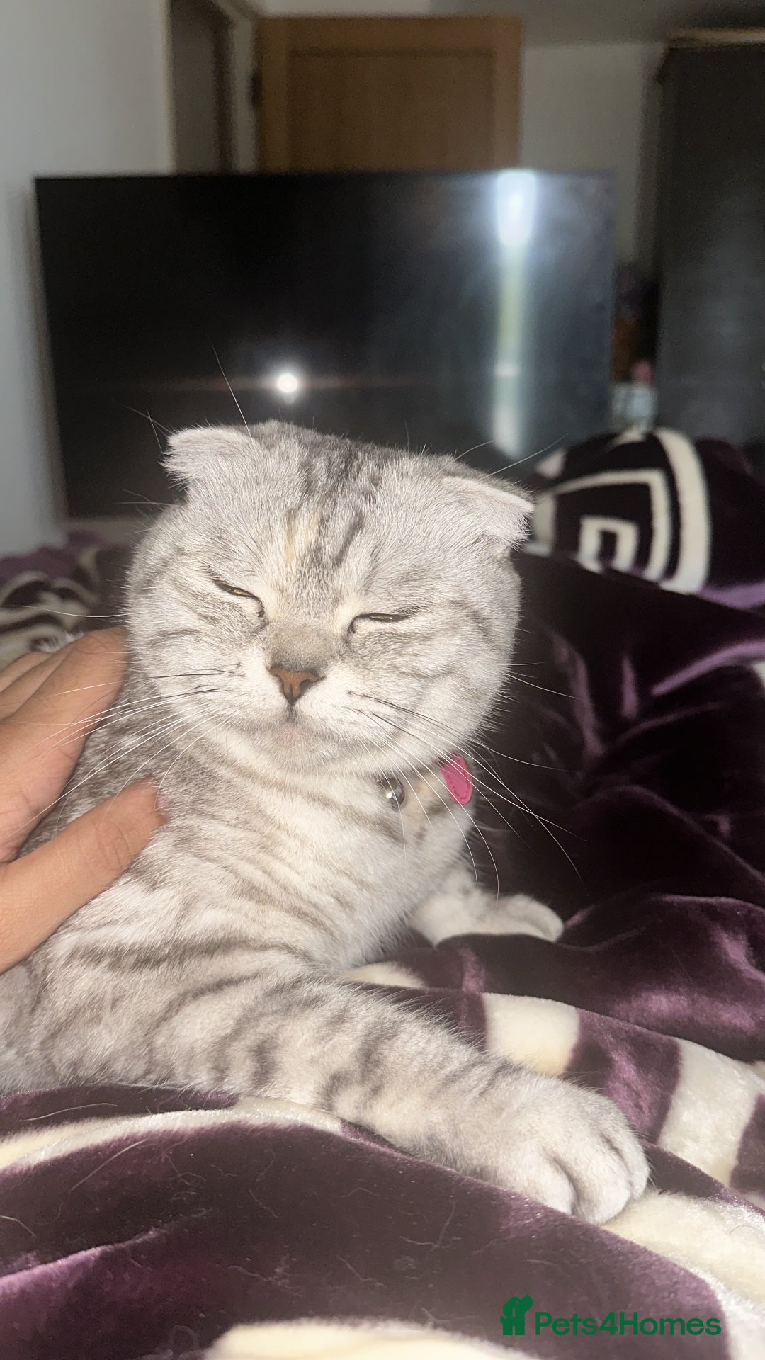 Scottish Fold cats for sale: Scottish fold  - Advert 2