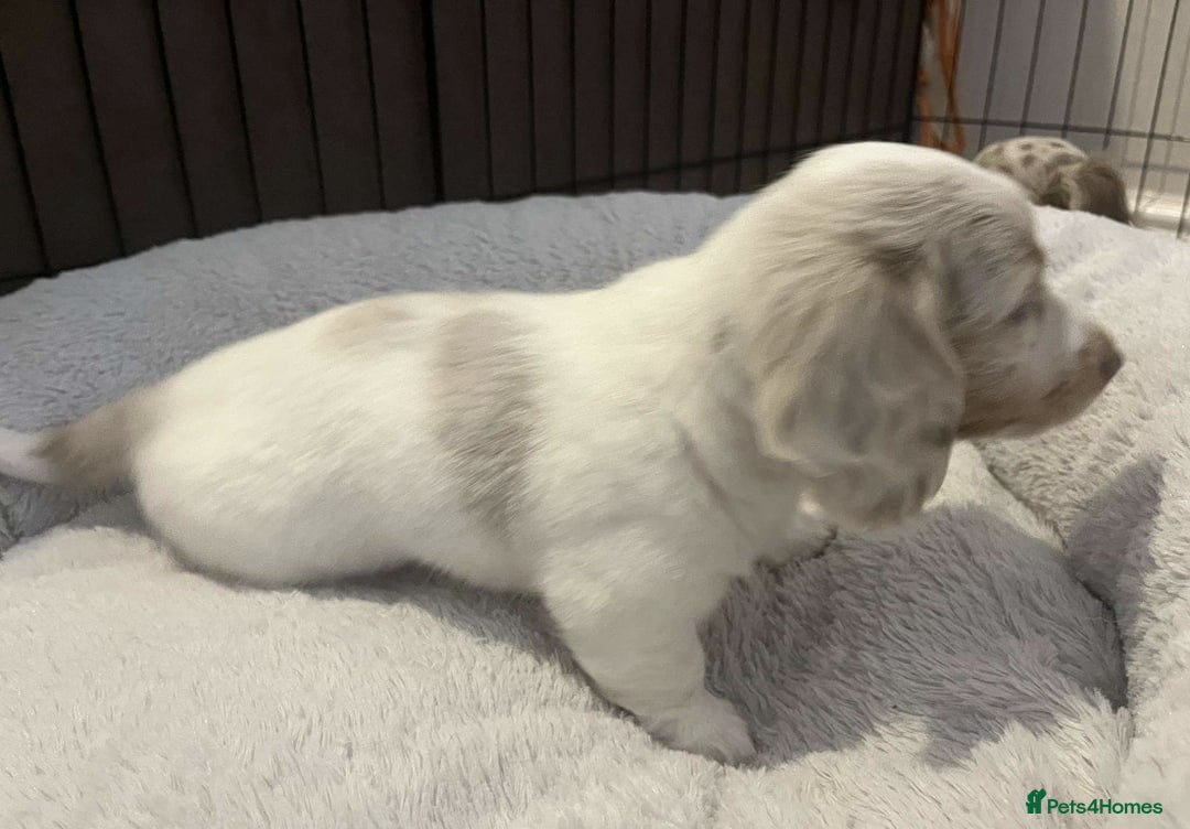 Miniature Dachshund dogs for sale: Adorable Long-Haired Miniature Dachshund Puppies! - Image 4