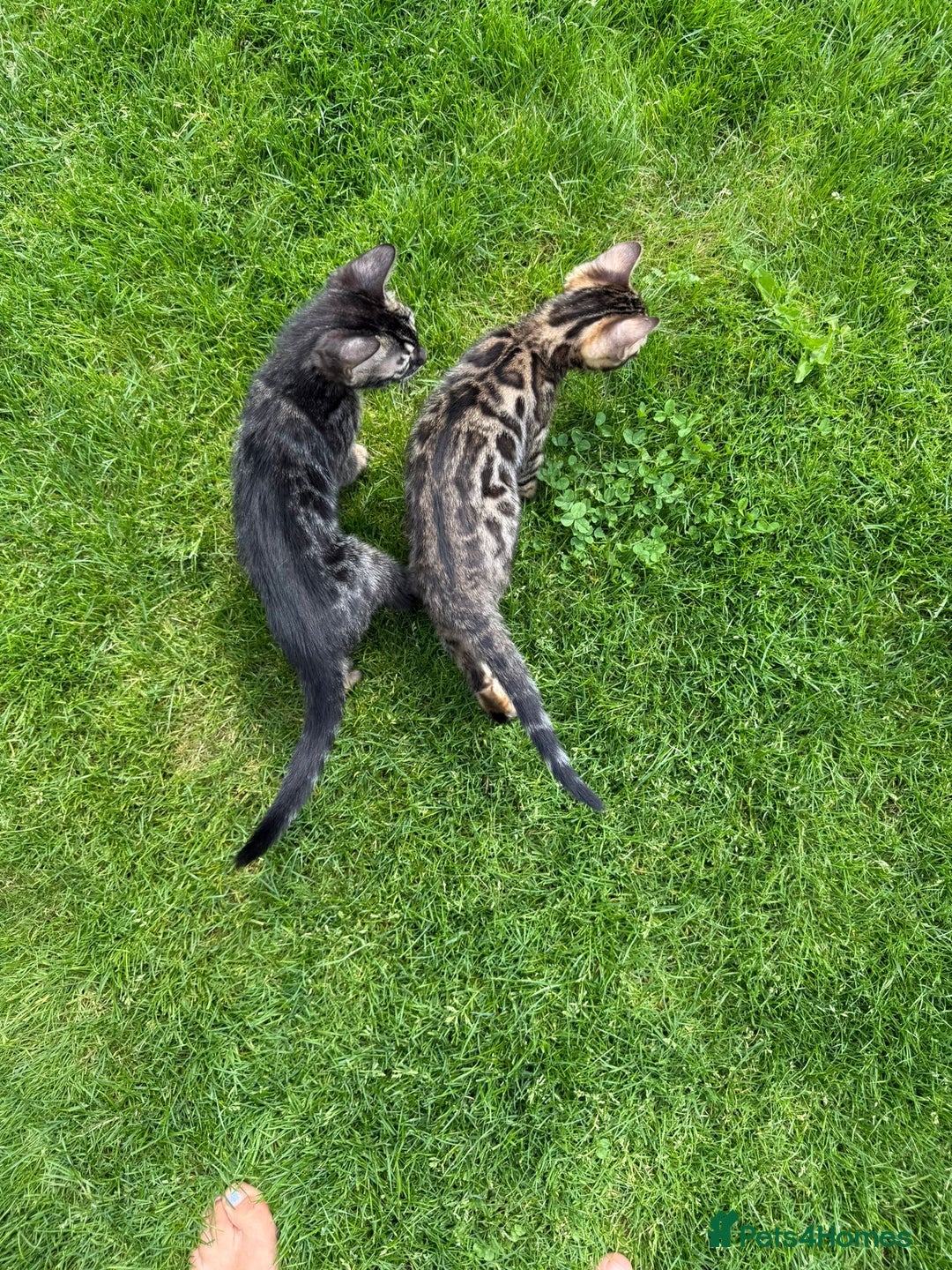 Bengal cats for sale: Bengal Kittens For Sale (Ready To Go - 1 left) - Image 15