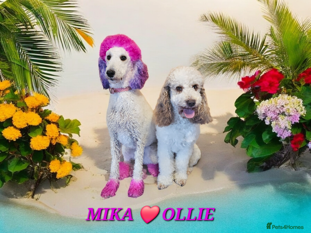Goldendoodle dogs for stud: FULLY HEALTH TESTED! MOYEN POODLE STUD! in Kettering - Image 27