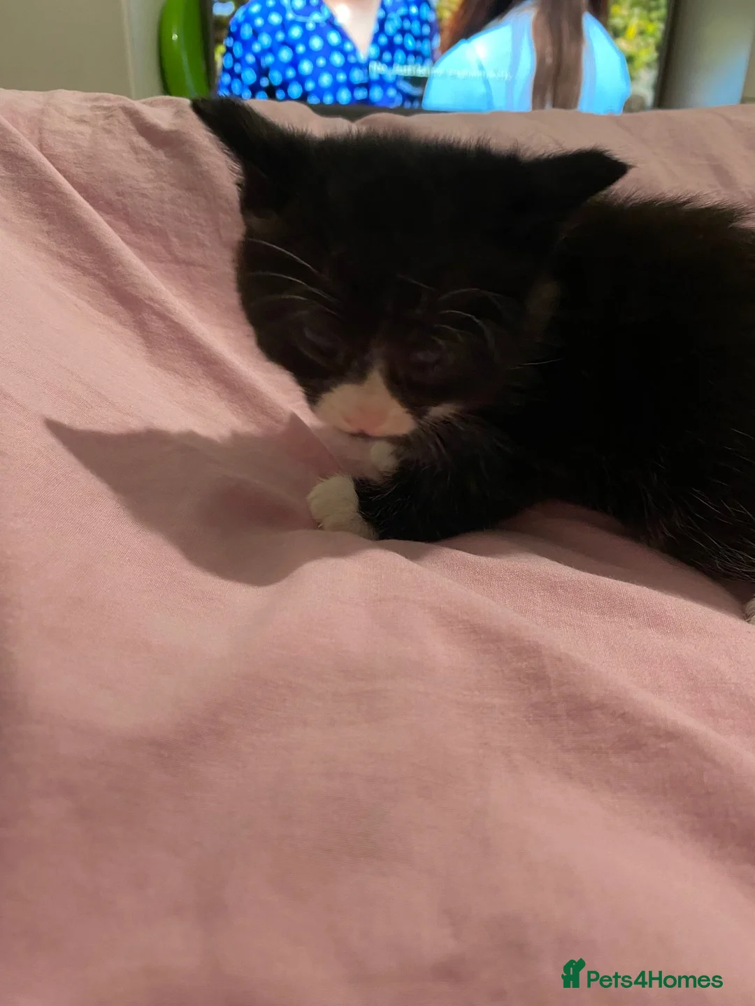 Mixed Breed cats for sale: Kittens for Sale  in Bristol - Advert 2