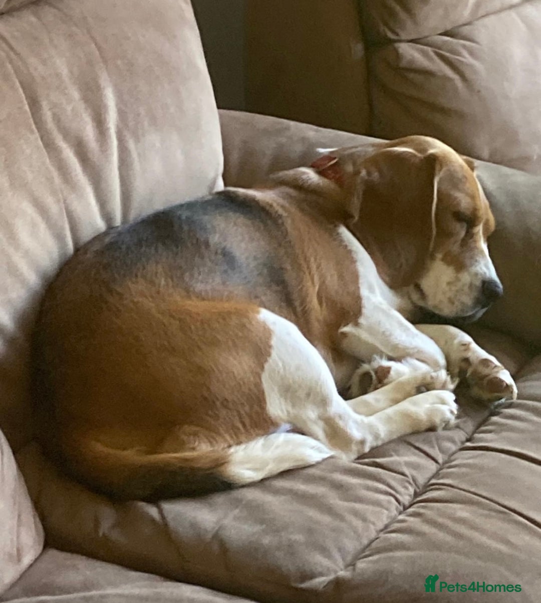 Beagle dogs for adoption: Beautiful Emma is looking for her forever home  - Image 3