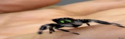 Spiders invertebrates for sale: Male jumper spiders Apalachicola - Advert 4