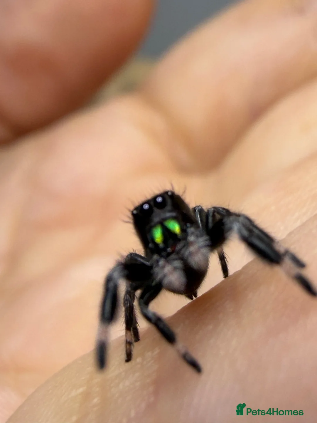 Spiders invertebrates for sale: Male jumper spiders Apalachicola - Advert 4